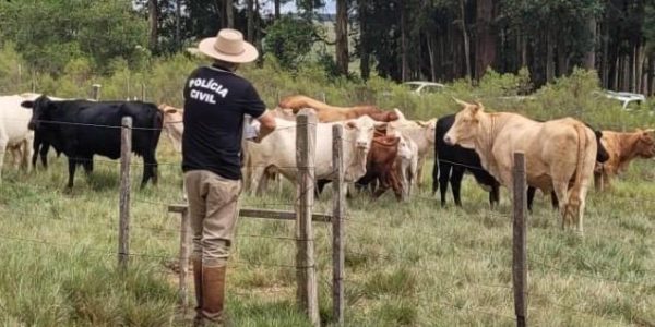 Bovinos furtados são apreendidos na divisa entre Candiota e Pinheiro Machado