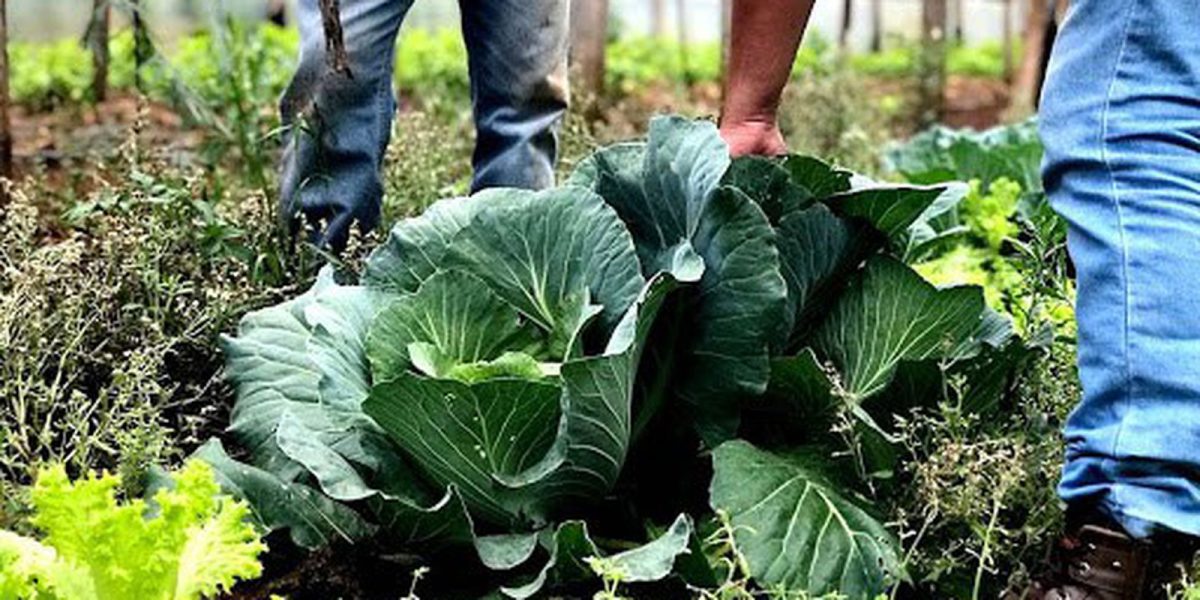 Lei de uso dos bioinsumos na agropecuária entra em vigor