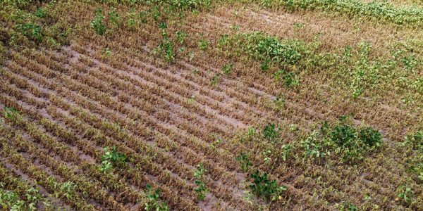 Falta de chuva já preocupa produtores de soja na região