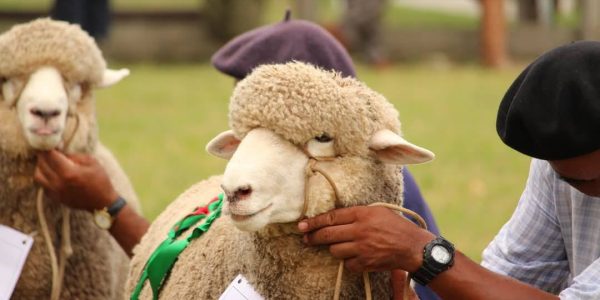 Sindicato Rural de Jaguarão prepara a 51ª Exposição Estadual de Ovinos Meia Lã