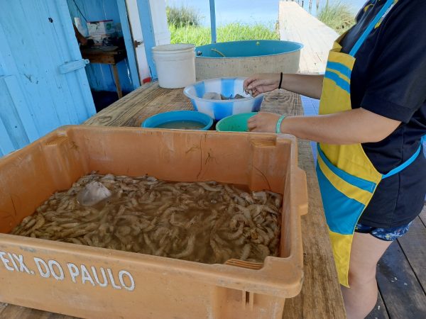 Quilo do camarão já chega a R$ 40 no Pontal da Barra