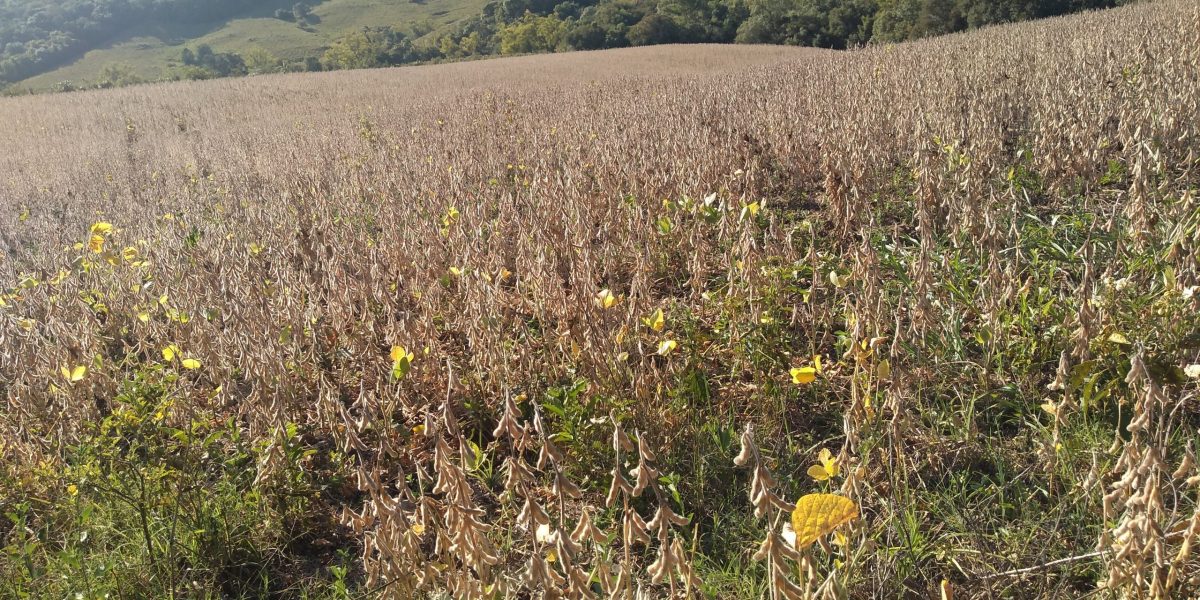 Estiagem causa perdas nas lavouras de soja em São Lourenço do Sul