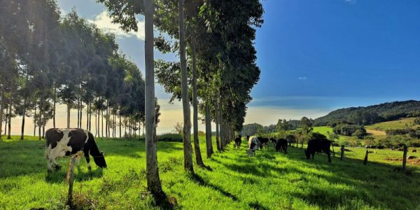 Calor excessivo e redução na oferta de pastagens diminuem produção de leite