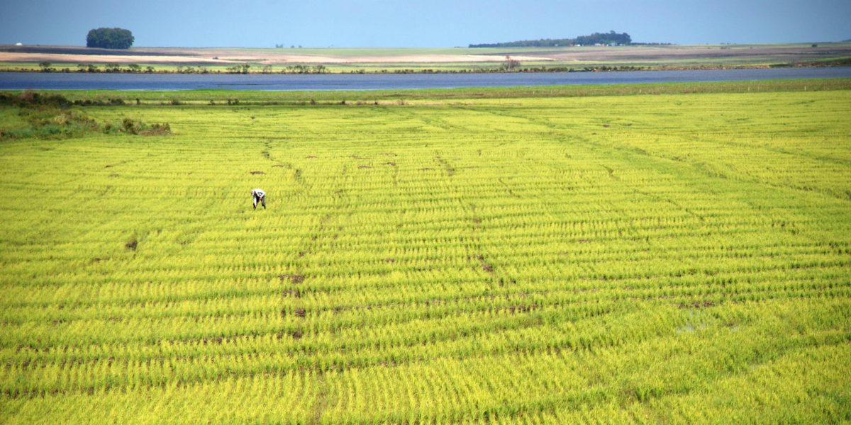 Abertura Oficial da Colheita do Arroz supera expectativas