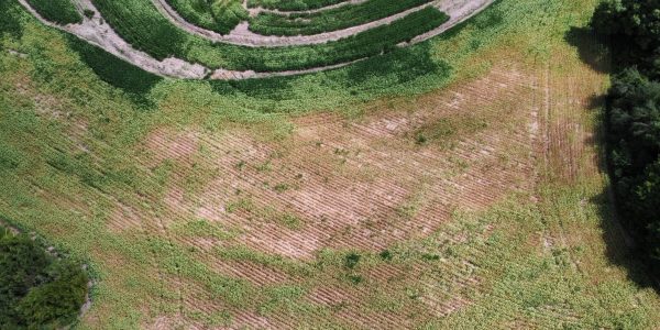 Calor excessivo pode provocar quebra de até 20% na safra da soja