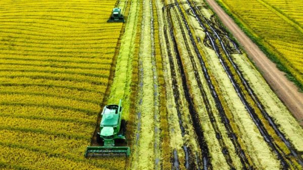 Colheita do arroz chega a 97% na Zona Sul com desempenho positivo