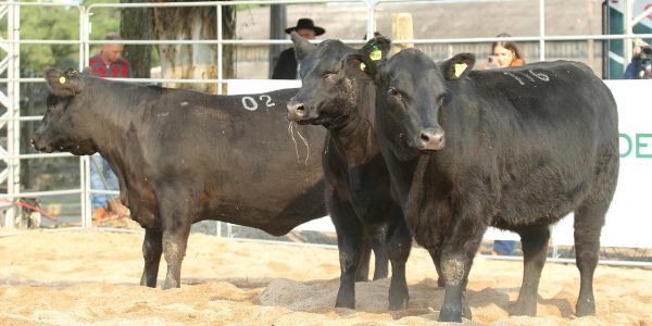 ANC prepara a segunda edição da Fenagen Promebo