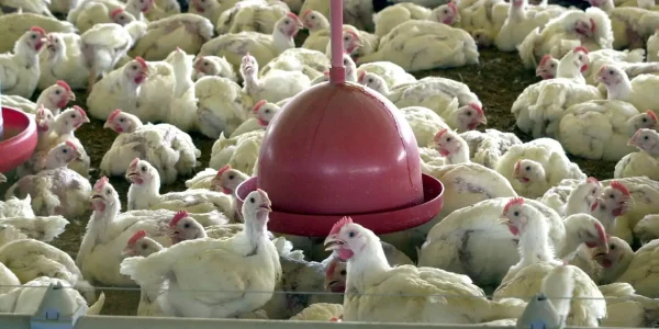 Gripe aviária não tem impactos na Zona Sul