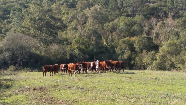 Municípios monitoram casos de raiva em bovinos