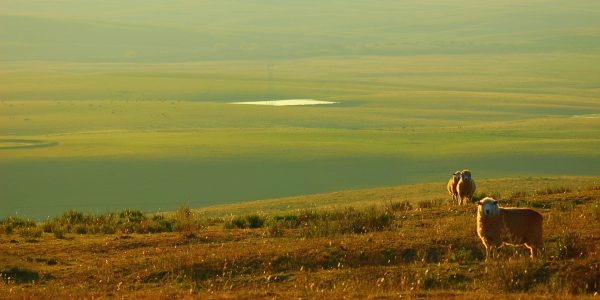 Desmatamento no Pampa gaúcho cai 42% em 2024