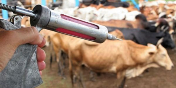 Ação preventiva faz agropecuárias reforçarem estoque de vacinas contra raiva bovina