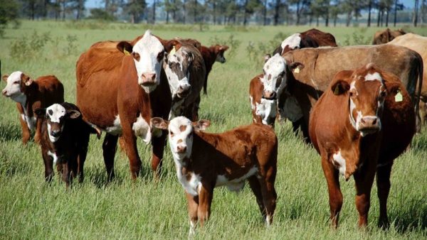 Produtos fundamentais para a agropecuária e indústria gaúcha continuam taxados pelos EUA