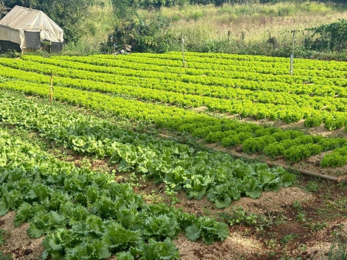 Pelotas terá lançamento do Programa Terra Forte para recuperação de solos