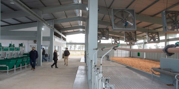 Embrapa mira em novo ciclo para reforçar a produção de leite na região