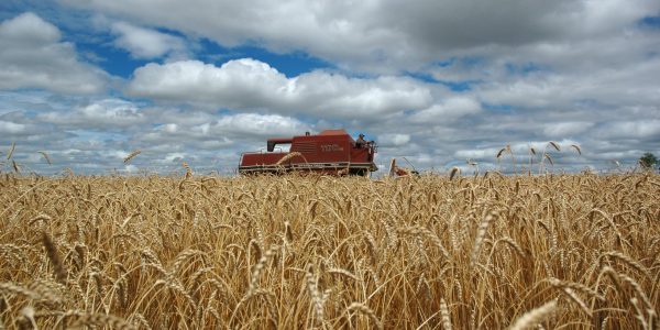 Plantio do trigo passa de 30% da área prevista na Zona Sul