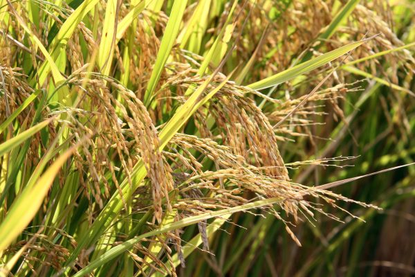 Ato em Pelotas marca retomada do estoque de arroz pela Conab