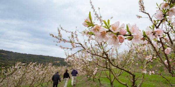 Cultivo centenário de pêssego aliado à liderança nacional de compotas