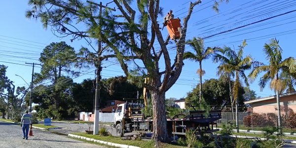 Prefeitura substitui árvores exóticas por espécies nativas no Laranjal
