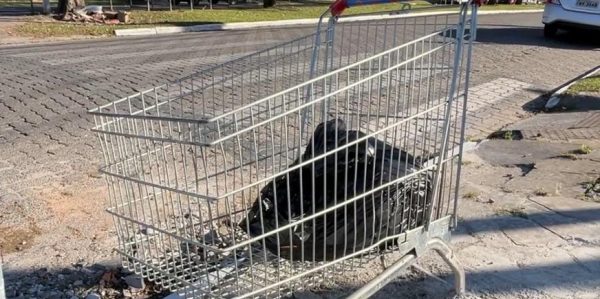 Carrinho é concretado em calçada no Areal