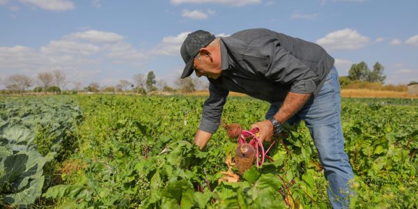 Projeto de aumento de produtos da agricultura familiar na merenda avança