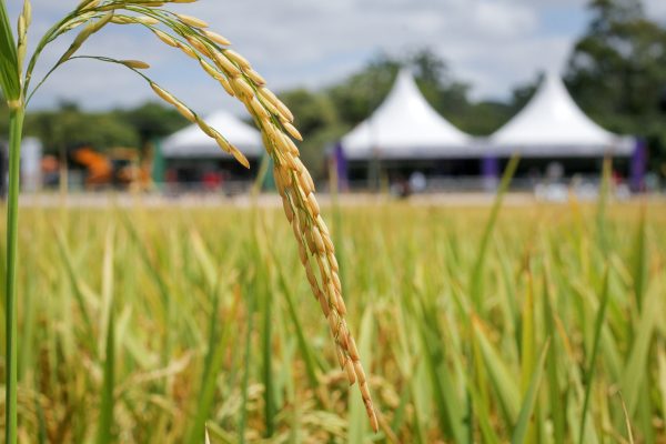 Federarroz cobra ações para proteger a orizicultura da concorrência externa