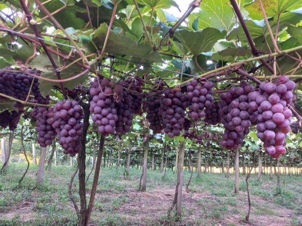 Dia de campo trata sobre irrigação e preparo do solo para a viticultura