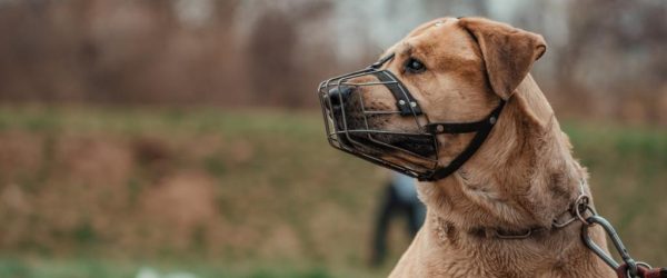 Rio Grande regulamenta circulação de cães de grande porte em locais públicos