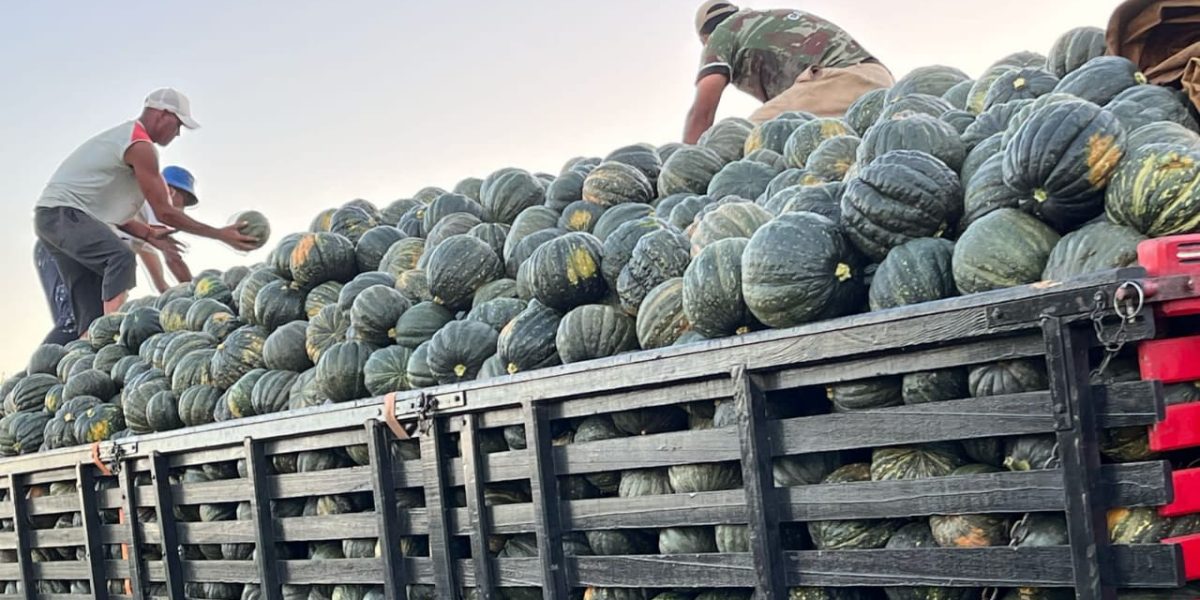 Produção de abóbora deve ter redução na Zona Sul em 2025, aponta Emater/RS-Ascar