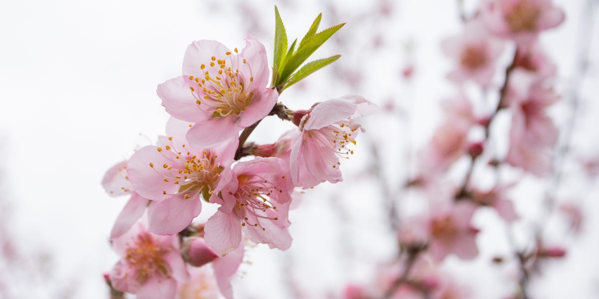 Pelotas precisa cuidar do seu pêssego