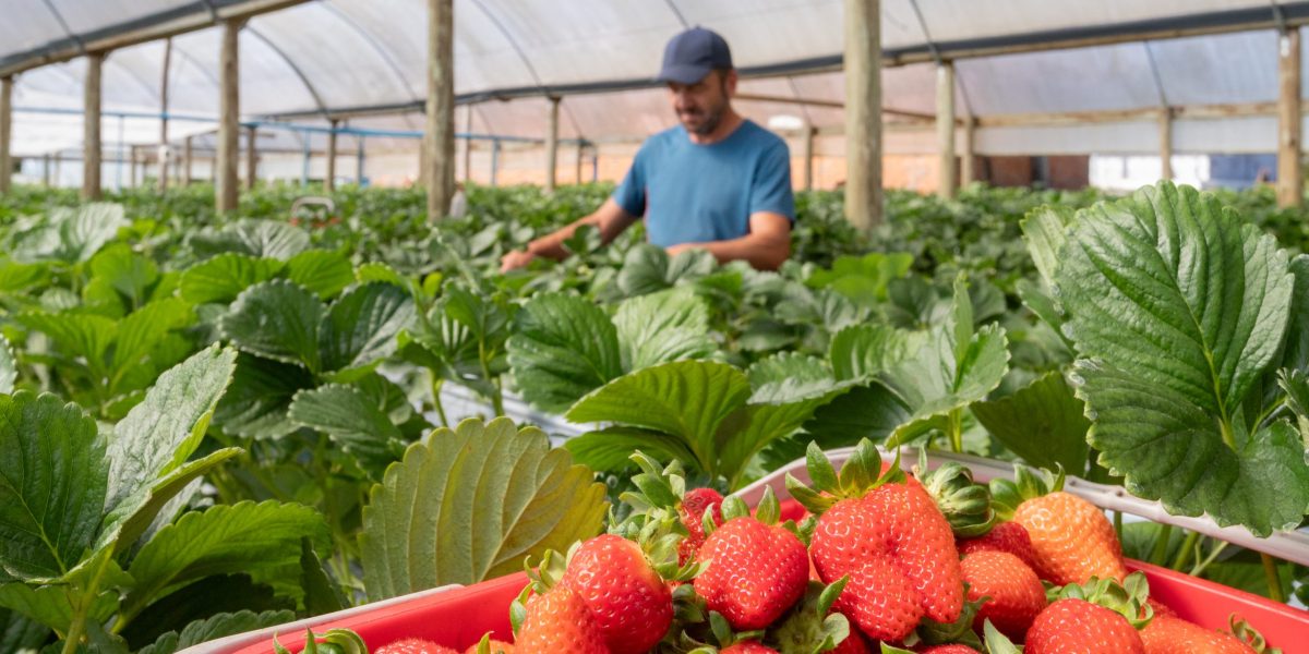 Safra 2025/2026 confirma Pelotas como referência na produção de morango