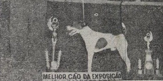 30ª Exposição Canina de Pelotas reúne cães de diferentes raças do país e do exterior
