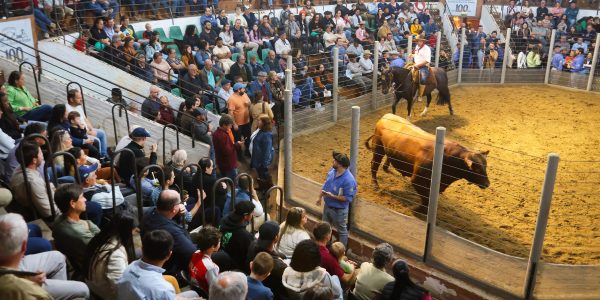 Tradição marca os remates da 99ª Expofeira