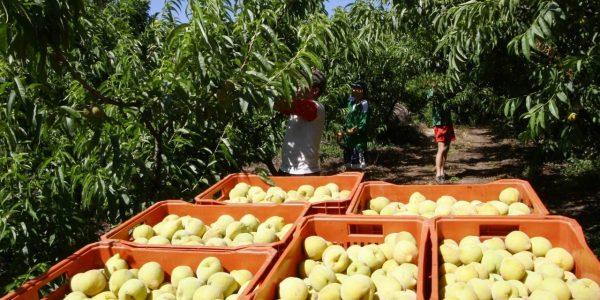 Pelotas e região sul voltam a apresentar índices positivos na geração de empregos