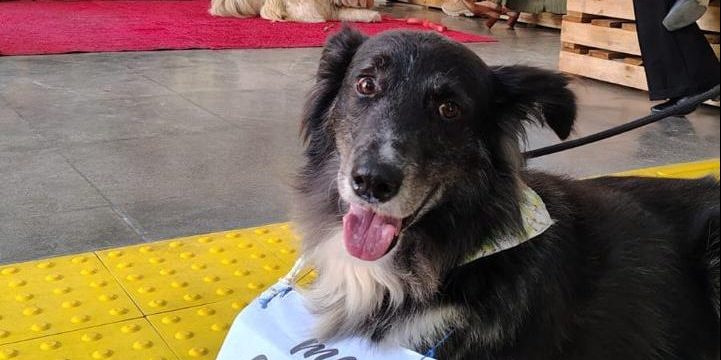 Pelotas promoverá ação de adoção de cães em jogo na Boca do Lobo
