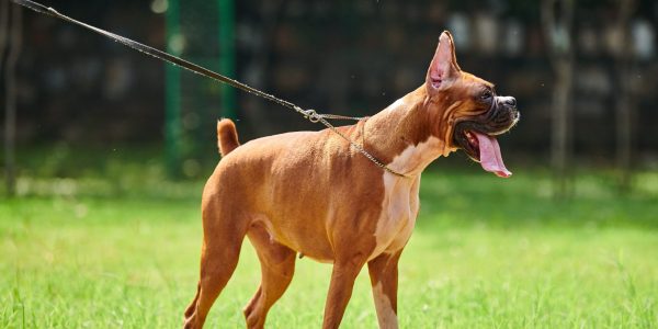 Pelotas institui lei que torna obrigatória a microchipagem de cães