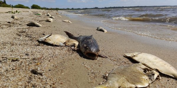 Prefeitura investiga mortandade de peixes no Laranjal